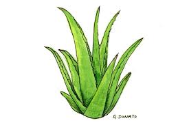 HERBALIFE ALOE PLUS (60 N)